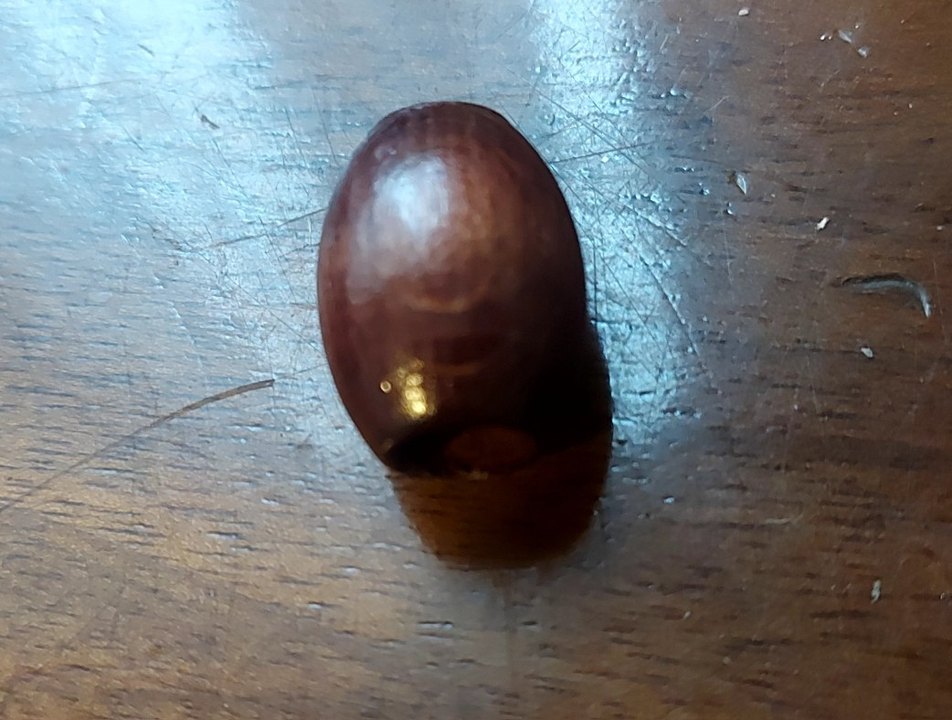 Kahverengi boncuk - Görsel 2