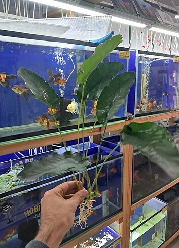 Anubias akvaryum bitkisi 40 45 cm 