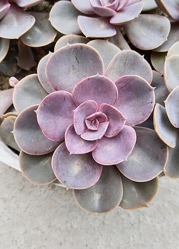 Echeveria sukulent 