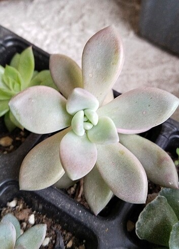  Beden yeşil Renk Echeveria sukulent 