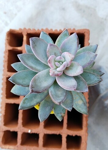 Diğer Echeveria sukulent 