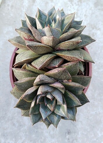  Beden Echeveria sukulent 