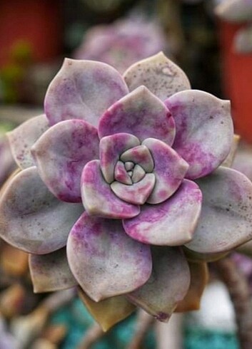 Diğer Echeveria Purple Delight 