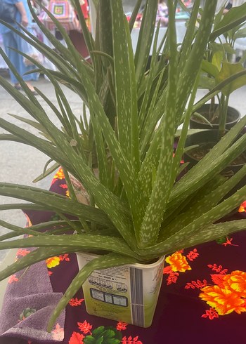 Koyu Yeşil Aloe Vera Bitkisi
