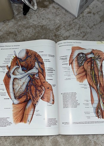 İnsan Anatomisi Atlası - Kas Tabloları ile - Görsel 5