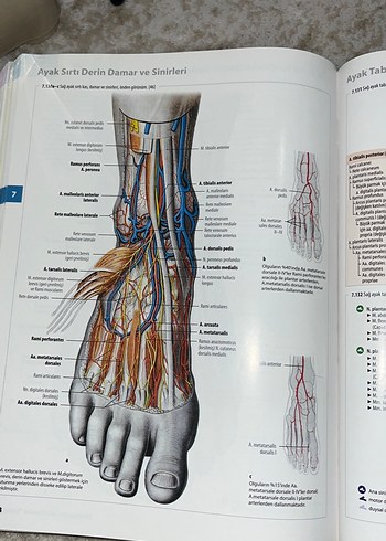 İnsan Anatomisi Atlası - Kas Tabloları ile - Görsel 6