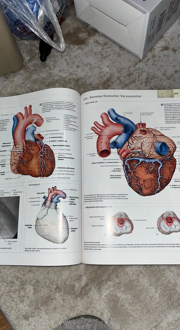 İnsan Anatomisi Atlası - Kas Tabloları ile - Görsel 4
