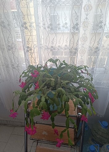 Diğer Yılbaşı çiçeği 