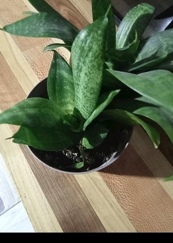 Ikea bodur kılıç Saksı Bitkisi iki kök fiyati