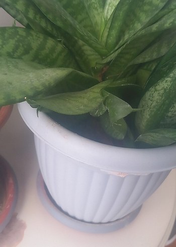 Açık Yeşil Ev Bitkisi - Görsel 6