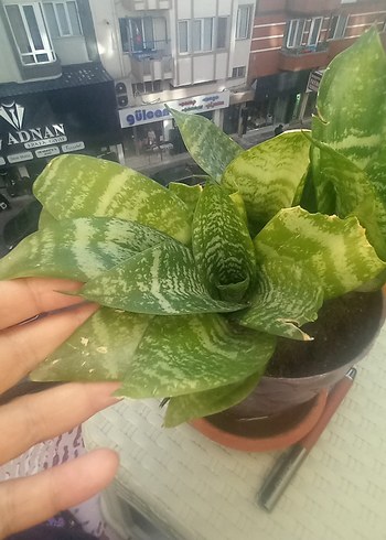 Açık Yeşil Ev Bitkisi - Görsel 2