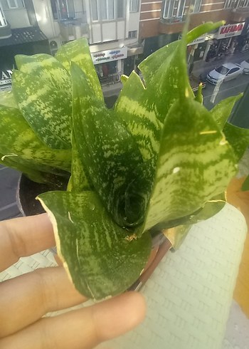 Açık Yeşil Ev Bitkisi - Görsel 3