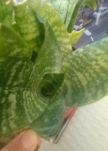 Açık Yeşil Ev Bitkisi - Görsel 4