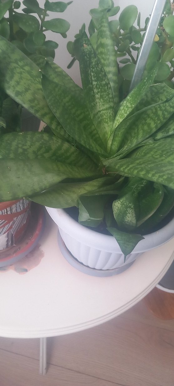 Açık Yeşil Ev Bitkisi - Görsel 5