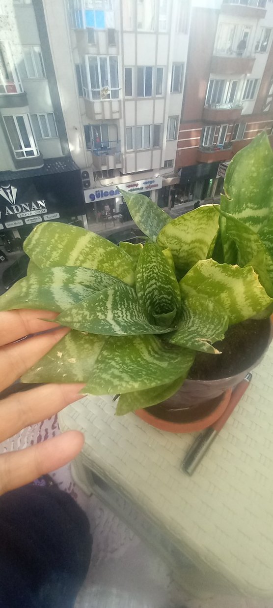 Açık Yeşil Ev Bitkisi - Görsel 2