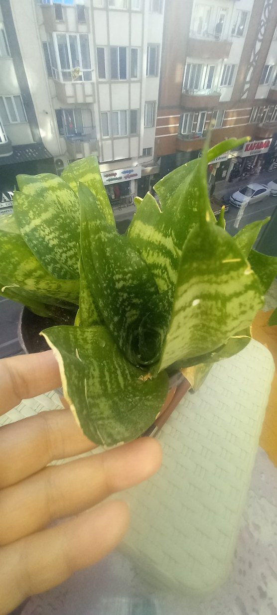 Açık Yeşil Ev Bitkisi - Görsel 3