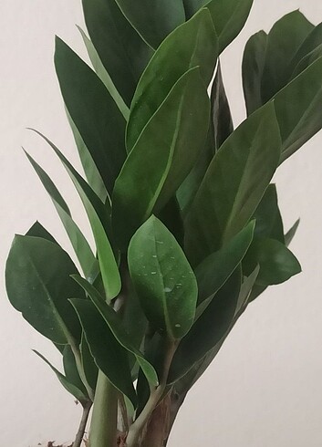 Diğer zeze diğer adı zamia çiçegi tek dal