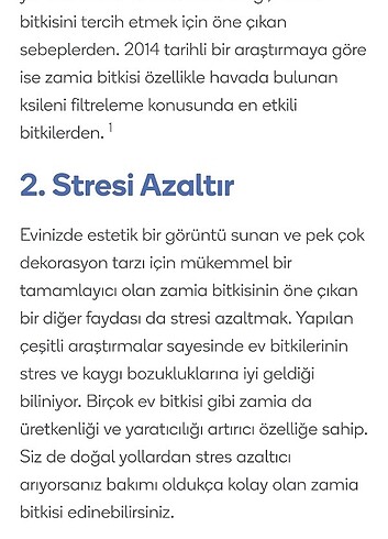 Beden yeşil Renk zeze diğer adı zamia çiçegi tek dal
