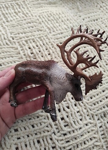 Collecta markadir