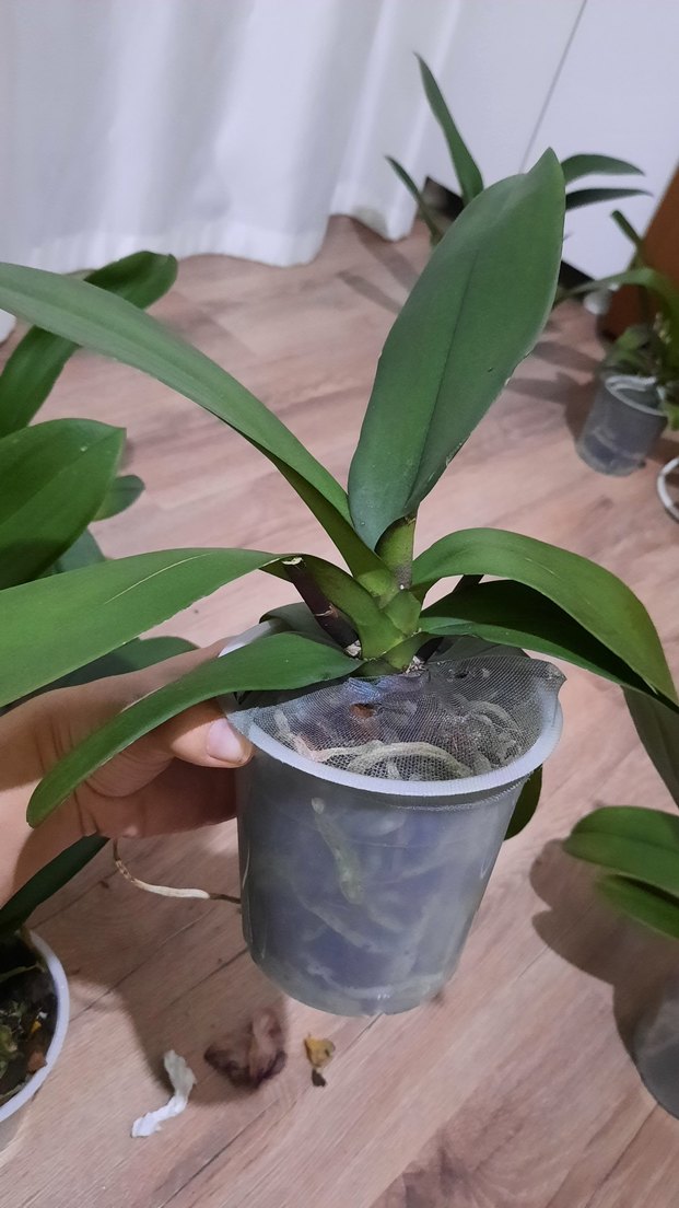 2 adet orkide - Görsel 2