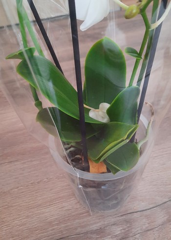 Popcorn Orkide Beyaz 2 gövdeli - Görsel 3