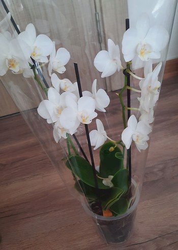 Popcorn Orkide Beyaz 2 gövdeli - Görsel 2
