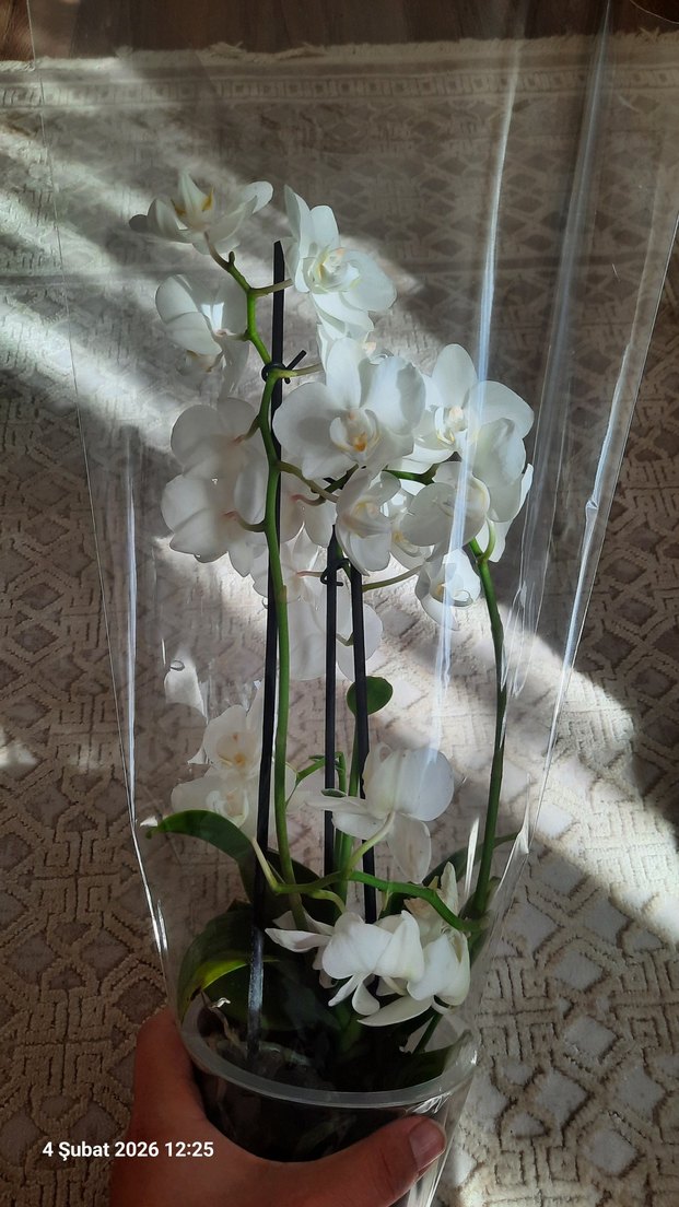Popcorn Orkide Beyaz 2 gövdeli - Görsel 4