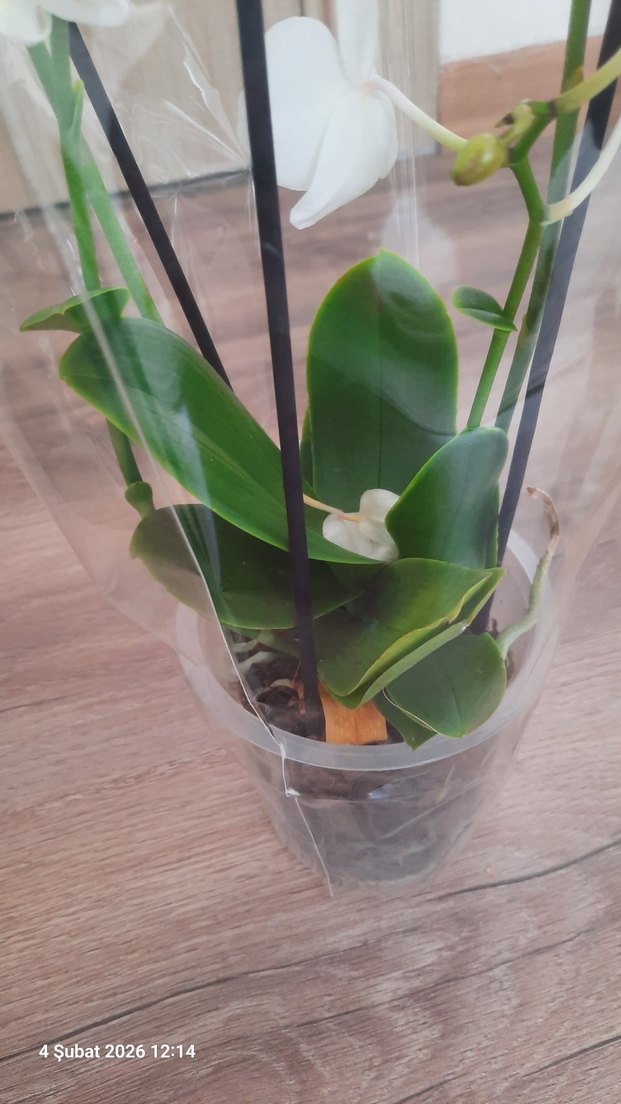 Popcorn Orkide Beyaz 2 gövdeli - Görsel 3