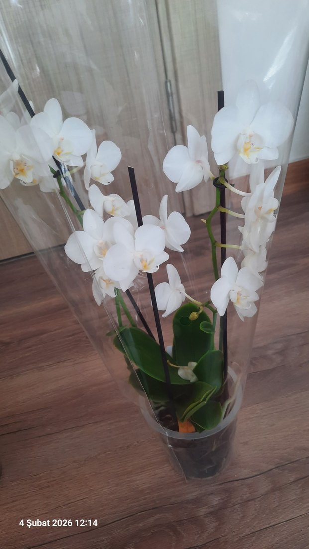 Popcorn Orkide Beyaz 2 gövdeli - Görsel 2
