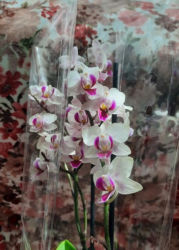 Beyaz ve Mor Orkide Dekoratif Çiçek - Görsel 2