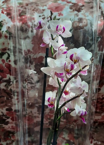Beyaz ve Mor Orkide Dekoratif Çiçek - Görsel 3
