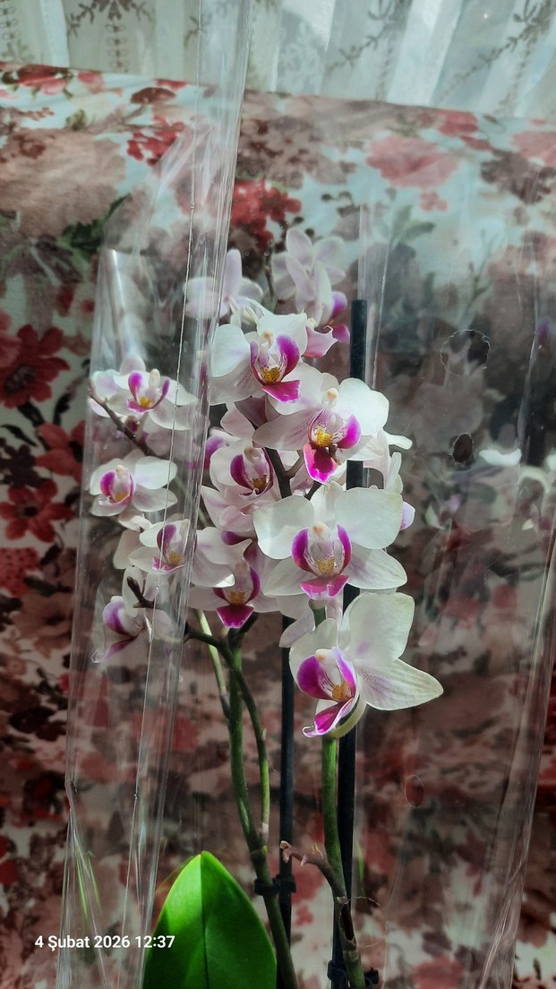 Beyaz ve Mor Orkide Dekoratif Çiçek - Görsel 2