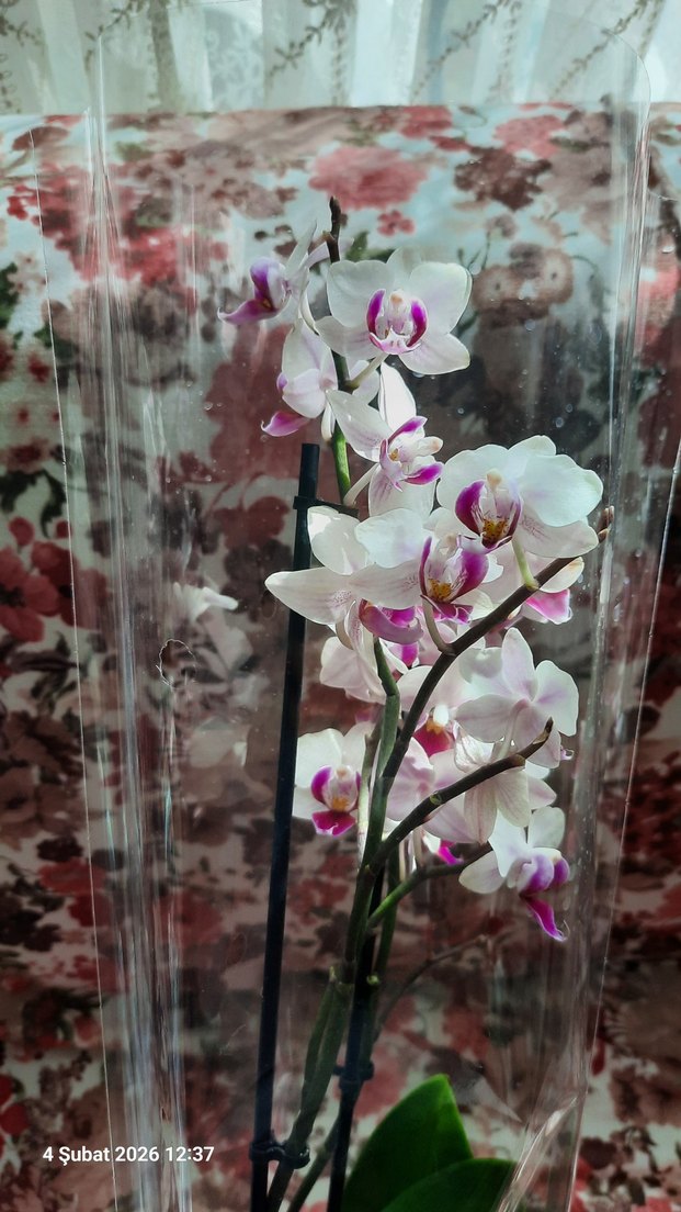 Beyaz ve Mor Orkide Dekoratif Çiçek - Görsel 3
