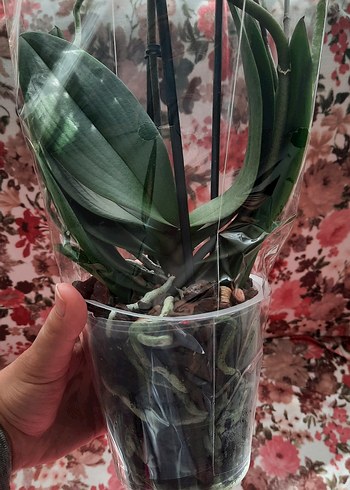 Pastel Pembe Orkide Çiçeği - Görsel 2