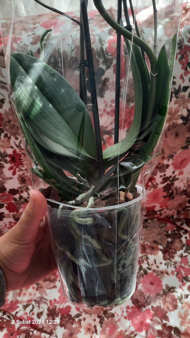 Pastel Pembe Orkide Çiçeği - Görsel 2