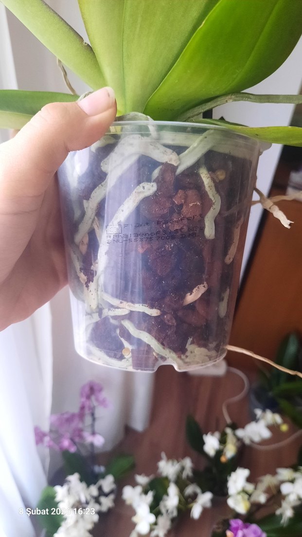 Violet Queen Orkide Özel tür - Görsel 3