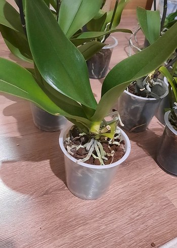 2 adet yaprağı kopmuş orkide - Görsel 2