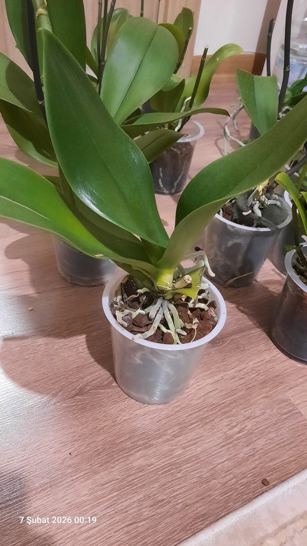 2 adet yaprağı kopmuş orkide - Görsel 2