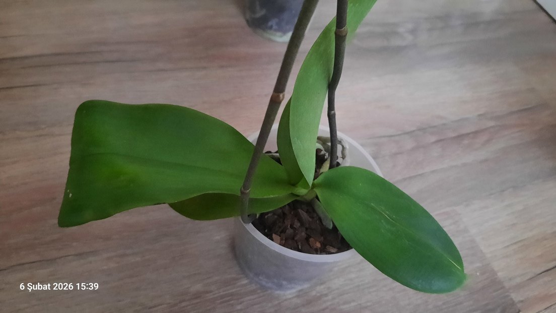 orkide özel tür kokulu liodoro - Görsel 2