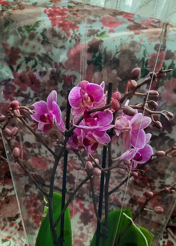 Violet queen Orkide çiçekli - Görsel 2