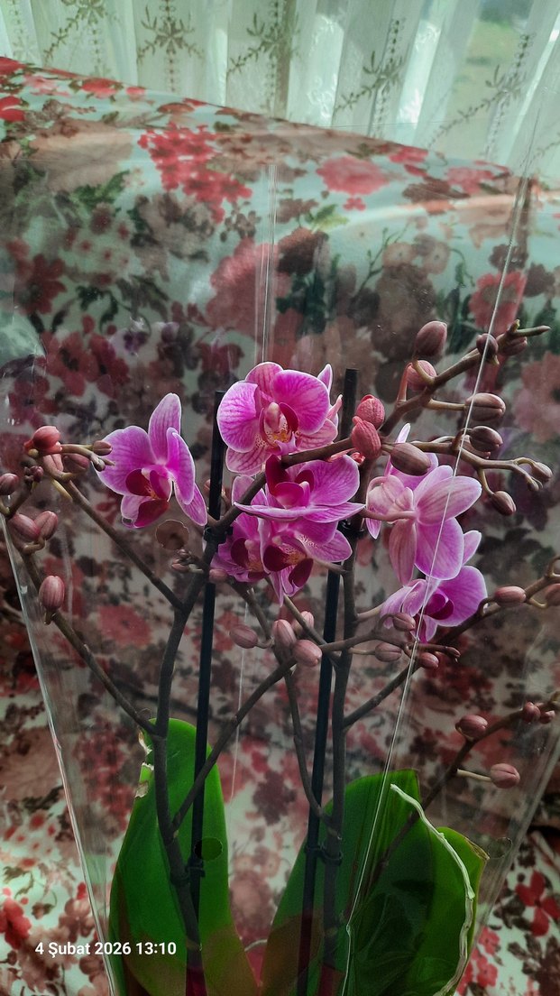 Violet queen Orkide çiçekli - Görsel 2