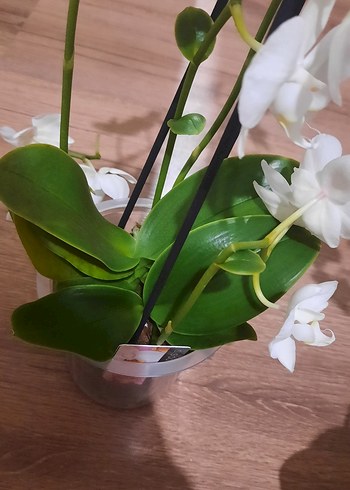 Beyaz Orkide Dekoratif Çiçek çift gövde kaçırmayın derim - Görsel 2