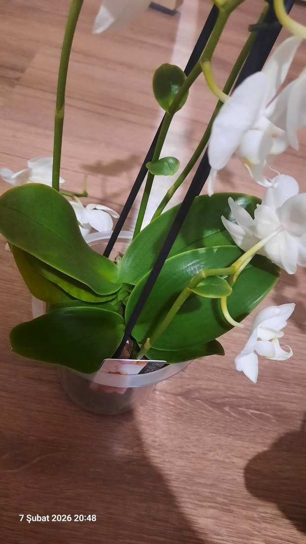 Beyaz Orkide Dekoratif Çiçek çift gövde kaçırmayın derim - Görsel 2