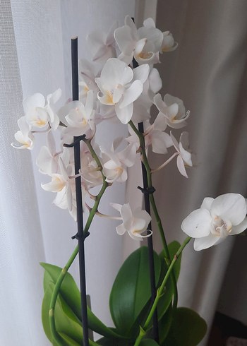 Orkide beyaz Ev Dekoru - Görsel 2