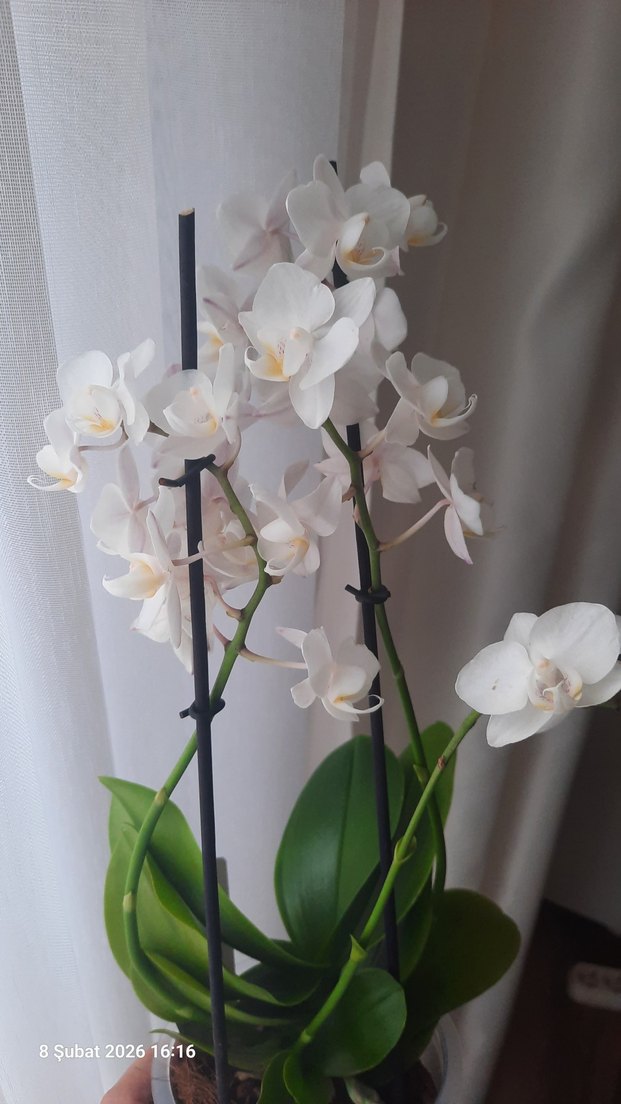 Orkide beyaz Ev Dekoru - Görsel 2