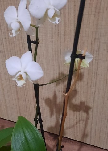 2 adet Tek dal Orkide Mor ve beyaz Çiçek - Görsel 2