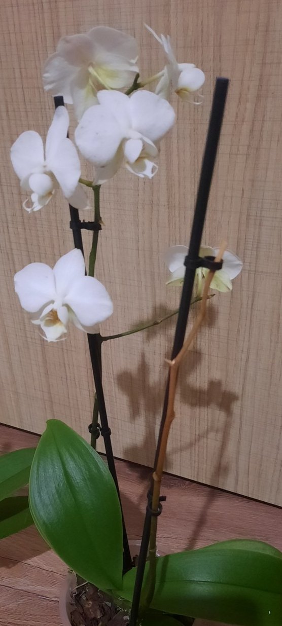 2 adet Tek dal Orkide Mor ve beyaz Çiçek - Görsel 2