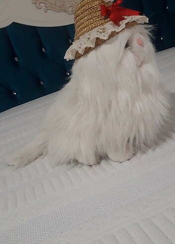 Pelus kedi ve civciv