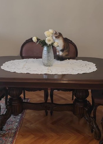 masa sandalye - Görsel 2