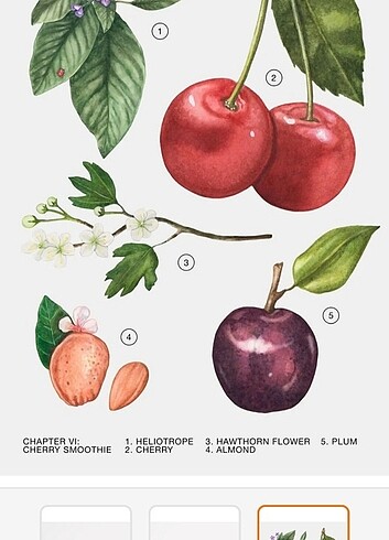 Beden Zara Cherry Smoothie Parfüm